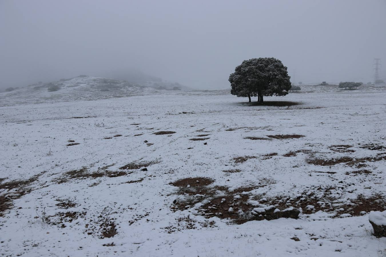 Ronda, Antequera y Alfarnate se cubren bajo un manto blanco