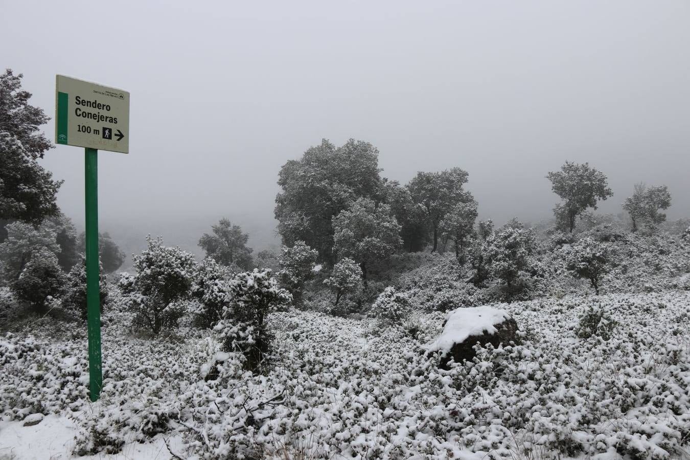 Ronda, Antequera y Alfarnate se cubren bajo un manto blanco