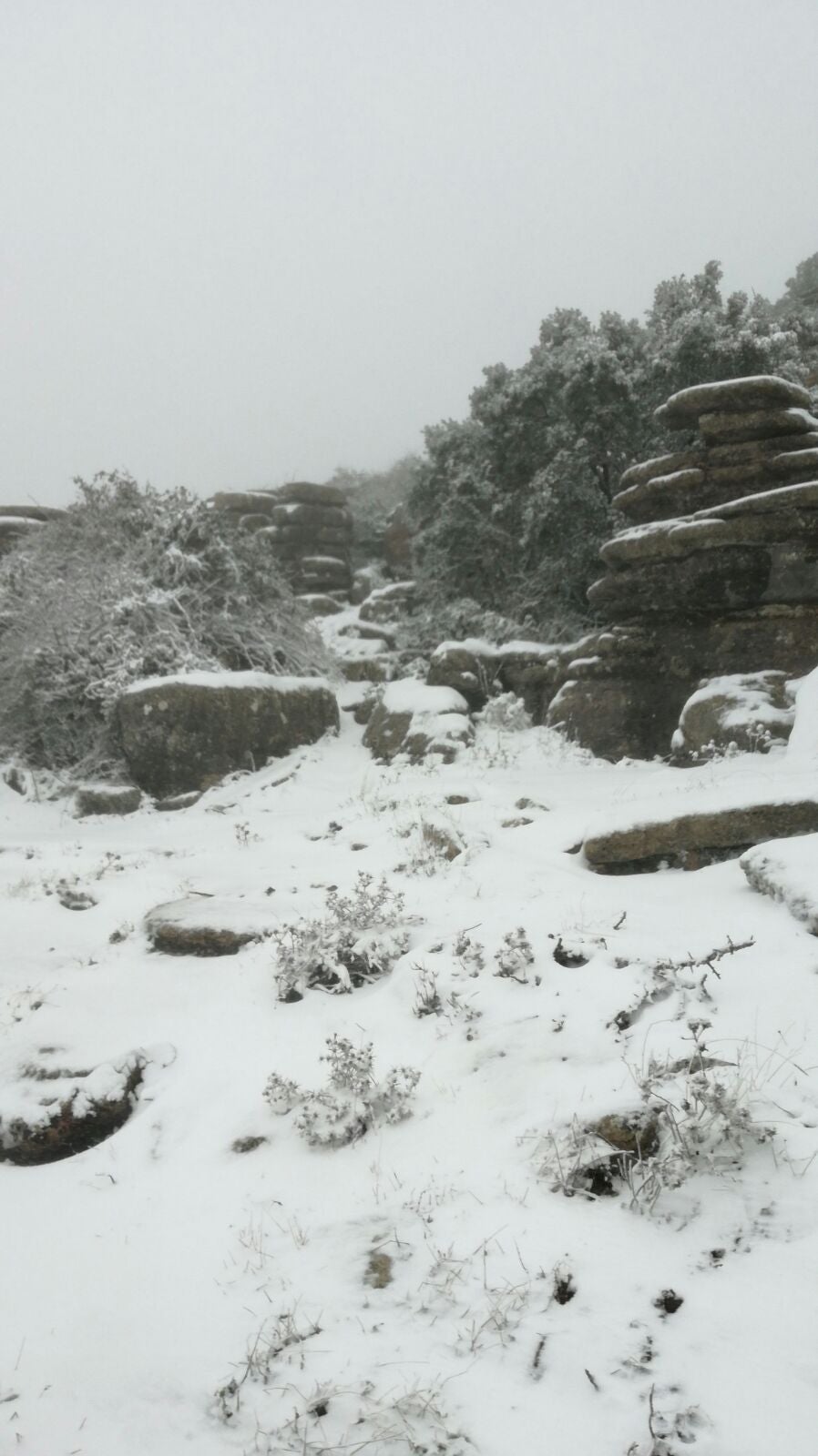 Ronda, Antequera y Alfarnate se cubren bajo un manto blanco