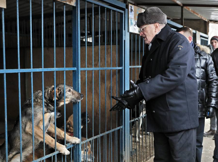 . Los animales abandonados recibirán cuidados adecuados, vacunas y serán esterilizados