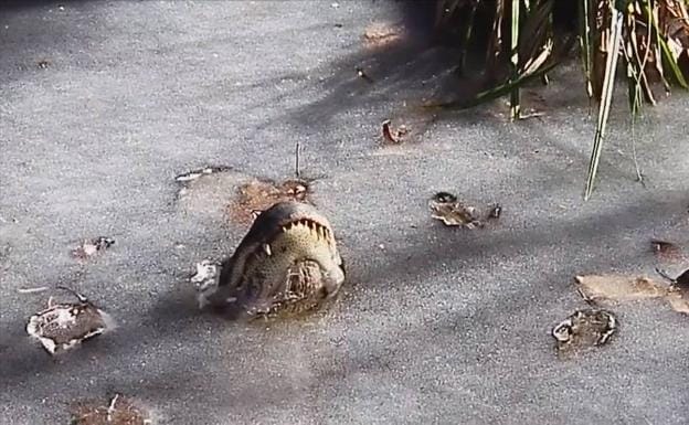 Este cocodrilo congelado no está muerto