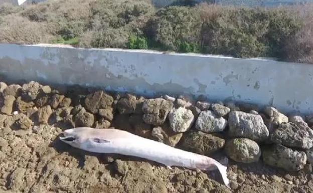 Aparece una ballena muerta en una playa de Cádiz