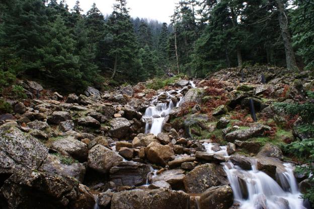 La Plataforma Sierra Bermeja Parque Nacional destaca que cuentan con el único pinsapar sobre peridotitas del mundo.