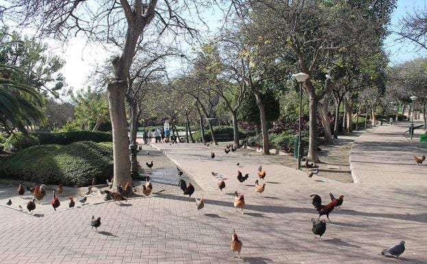 El parque contará con un recinto para la creciente población de gallinas del parque.
