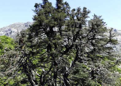 Imagen secundaria 1 - Sendero señalizado | Pinsapo de la Escalereta | Detalle del pinsapo de la Escalereta