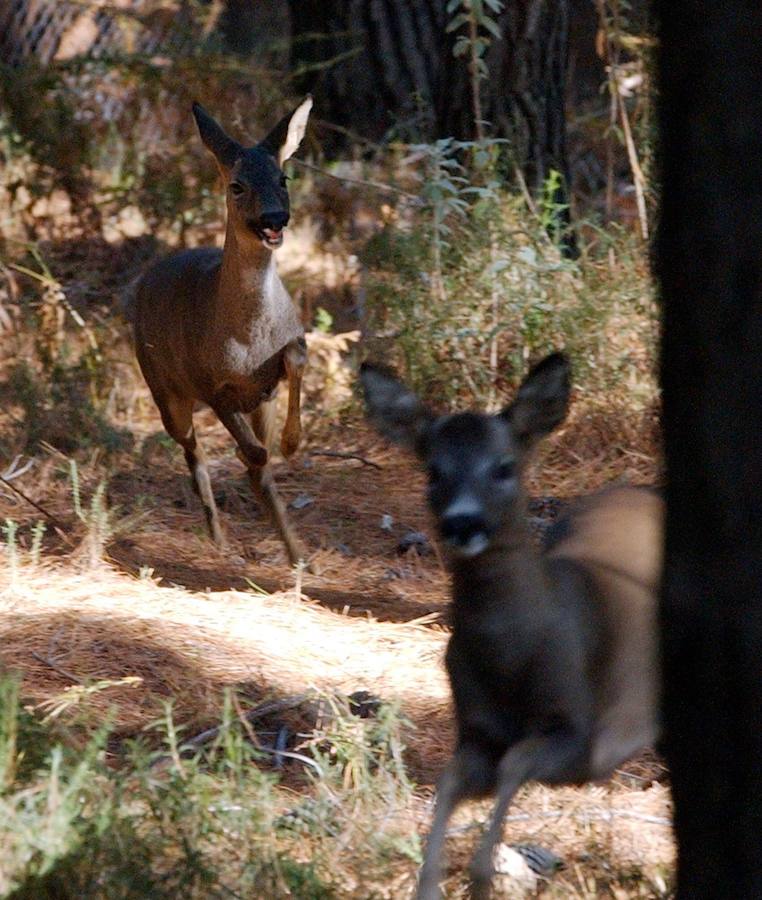 El Gobierno lo ha declarado Parque Nacional 