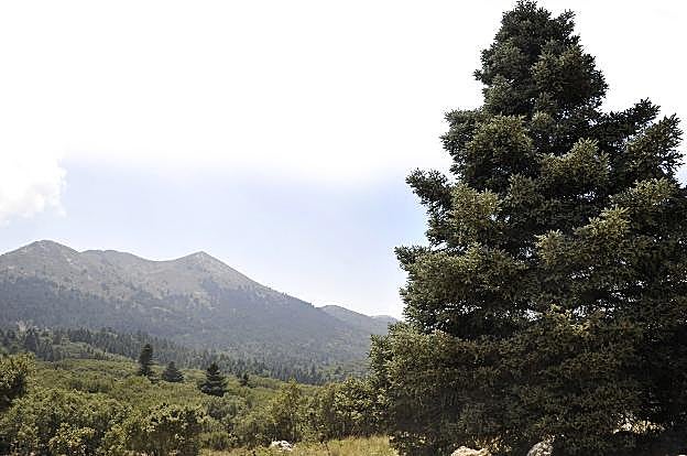 Paraje de la Sierra de las Nieves. :: fRANCIS SILVA