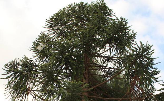Imagen principal - Araucaria bidwillii. Hibiscus Elatus. Palmito