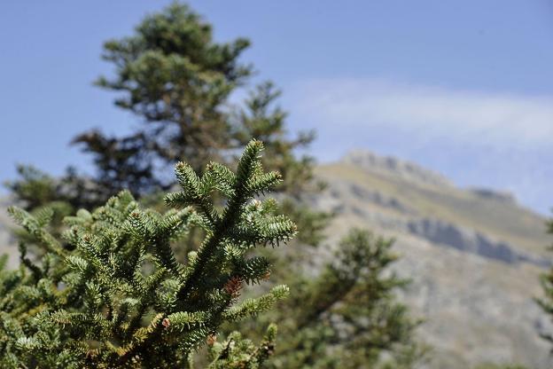 Rama de un pinsapo en la Sierra de las Nieves. 