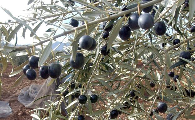 Recogida de la aceituna en la comarca de Antequera (archivo).