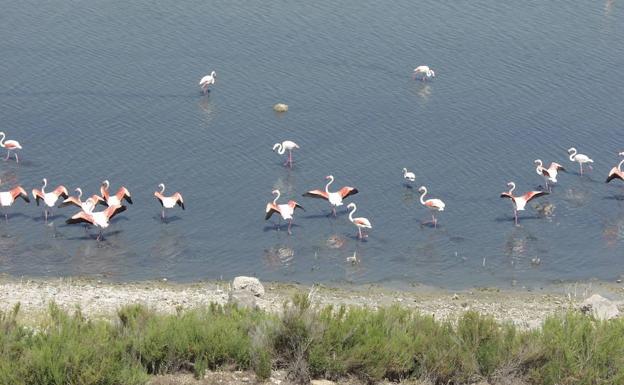 El flamenco rosa es la especie más conocida de la laguna de Fuente de Piedra.
