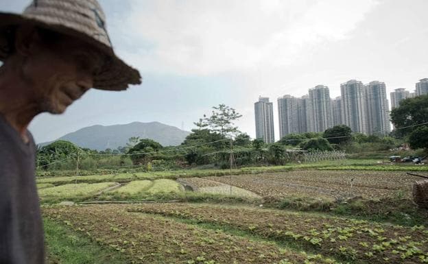 Un agricultor chino camina a través de su campo en Hong Kong. 