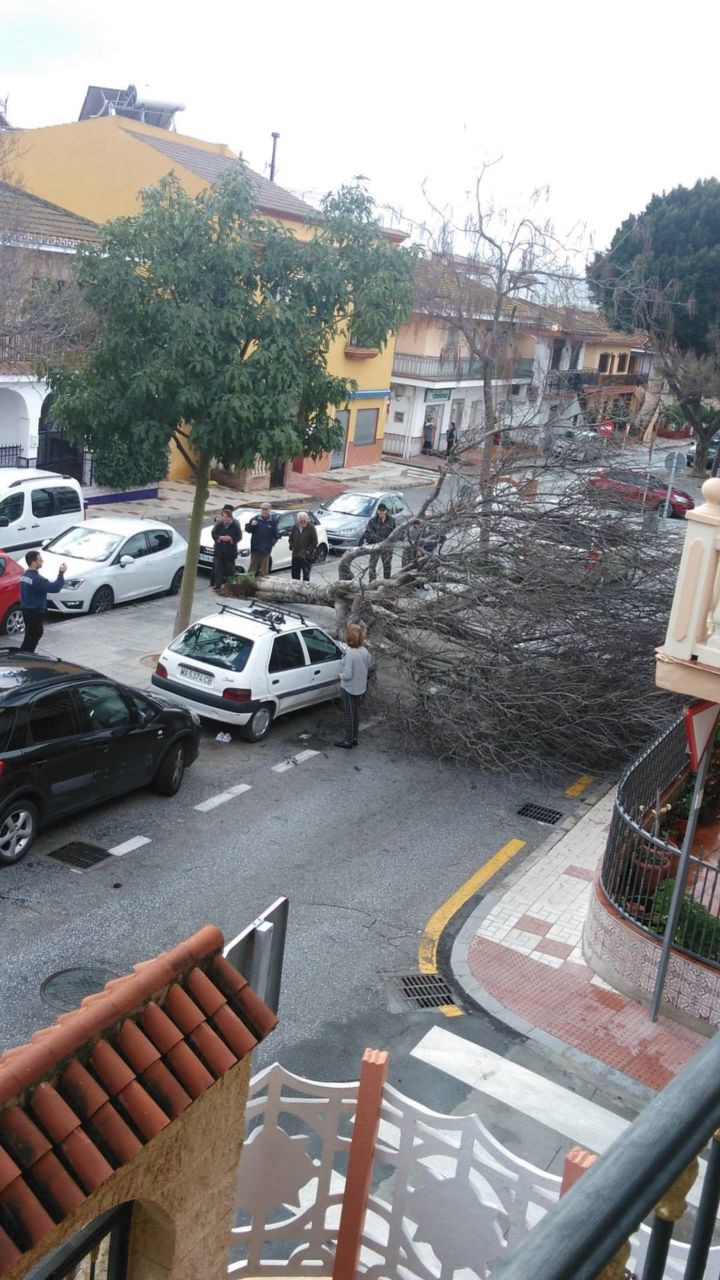 Un árbol ha caído en Huertecilla de Mañas en Campanillas