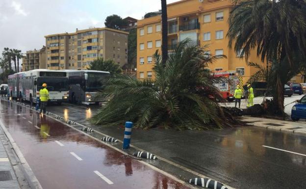 Cae una palmera en mitad de la carretera cerca de los Baños del Carmen