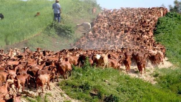 Rebaño de cabras de raza malagueña, una de las más lecheras del mundo. 