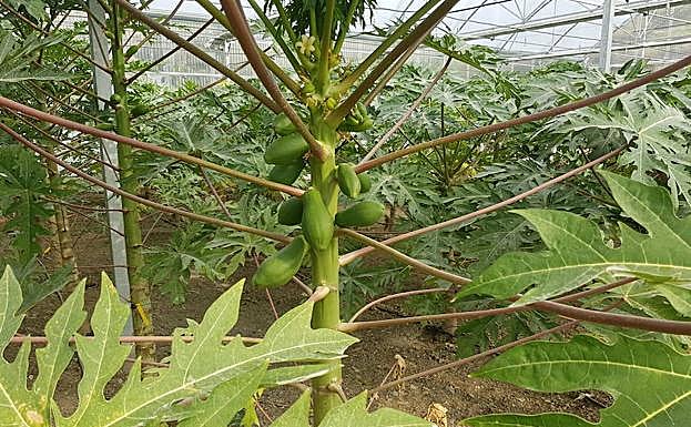 Invernadero de La Mayora dedicado al cultivo de la papaya para hacer un estudio de variedades. 
