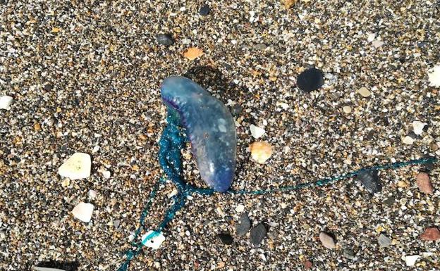 Alertan de la llegada a Málaga medusas 'carabelas portuguesas', una especie muy peligrosa que produce picaduras severas