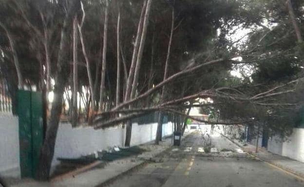 El pino, situado en el interior del instituto, cayó sobre la puerta de entrada de Infantil del colegio. 