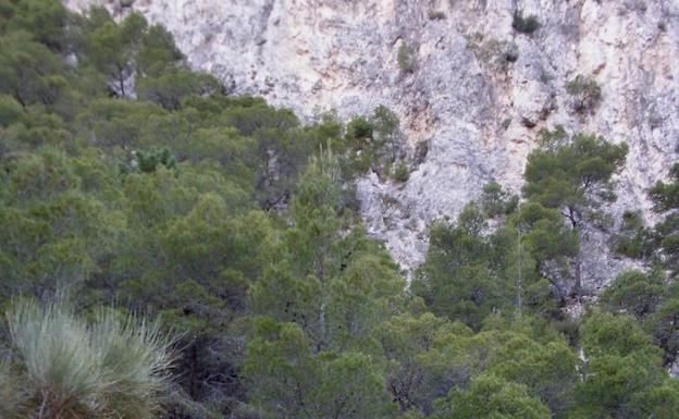 Imagen principal - Esta etapa de la Gran Senda de Málaga recorre los valles del Chíllar y del Higuerón | Vista general del valle del río Chíllar | Entre otros ejemplares de fauna, se suelen ver distintos tipos de reptil