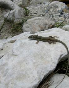 Imagen secundaria 2 - Esta etapa de la Gran Senda de Málaga recorre los valles del Chíllar y del Higuerón | Vista general del valle del río Chíllar | Entre otros ejemplares de fauna, se suelen ver distintos tipos de reptil