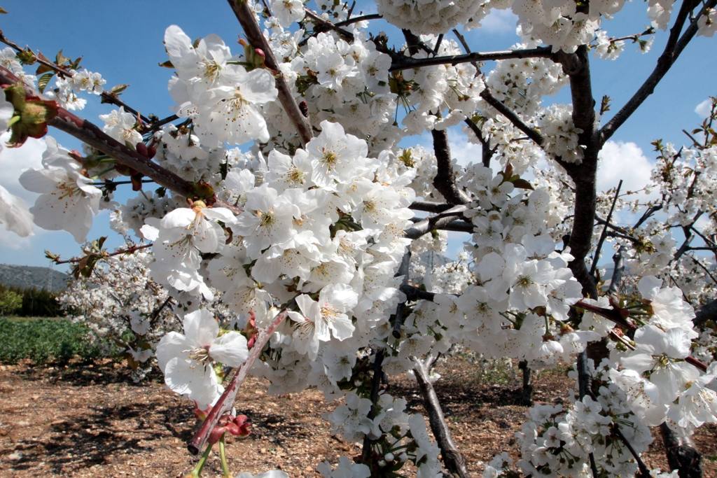 Fértiles vegas, valles verdes, lagunas salinas o cerezales en flor son algunos de los alicientes que aguardan a quienes se adentren esta primavera por el territorio malagueño. En casi todas las comarcas, hay algún rincón que ofrece su mejor cara en esta estación