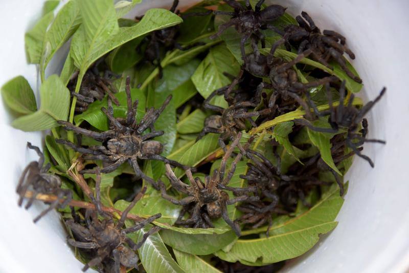 Un plato lleno de estos peludos animales del tamaño de un puño resulta en Camboya un preciado manjar, pero se encuetran en peligro de extinción