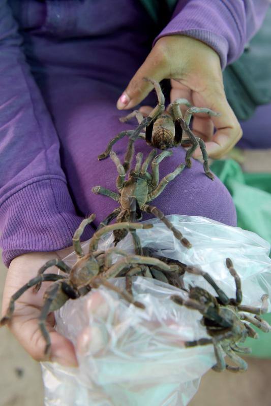 Un plato lleno de estos peludos animales del tamaño de un puño resulta en Camboya un preciado manjar, pero se encuetran en peligro de extinción