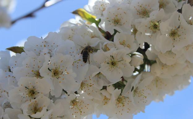 En abril comienzan a florecer los cerezos en Alfarnate. 