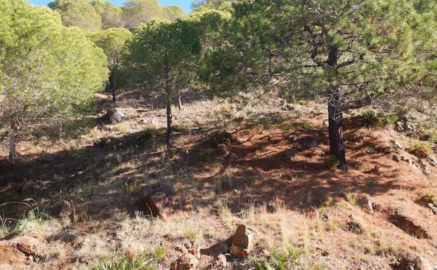 Imagen principal - El palmito acompaña al pinar en esta zona de la sierra de Aguas | Muchas partes del camino son umbrías gracia a la abundante arboleda | Desde la carretera parten muchos caminos que se adentran en la sierra