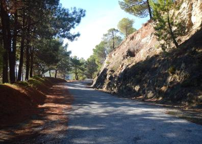 Imagen secundaria 1 - El palmito acompaña al pinar en esta zona de la sierra de Aguas | Muchas partes del camino son umbrías gracia a la abundante arboleda | Desde la carretera parten muchos caminos que se adentran en la sierra