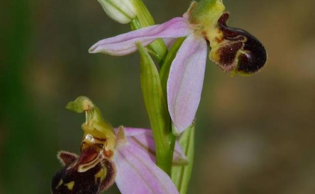 Ophrys apifera