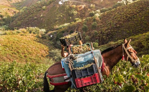 El PP considera que la distinción de la FAO a la uva pasa es un impulso para la Axarquía