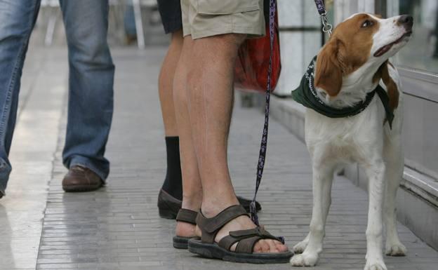 ¿En qué casos me puedo librar en Málaga de la multa si mi perro no está censado?