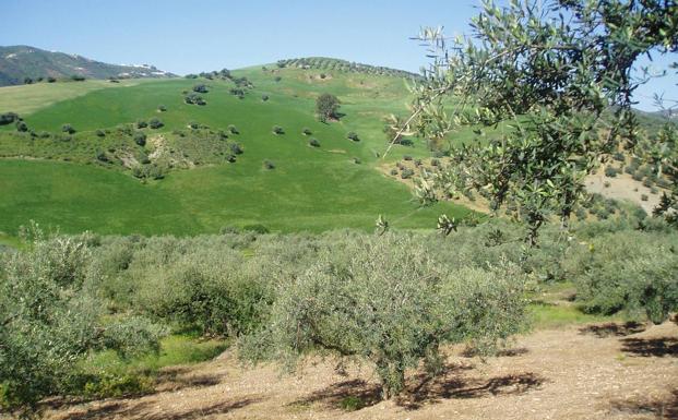 Olivos y cereales en el Campo de Cámara.