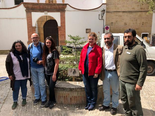 La plaza Duquesa de Parcent recupera su pinsapo