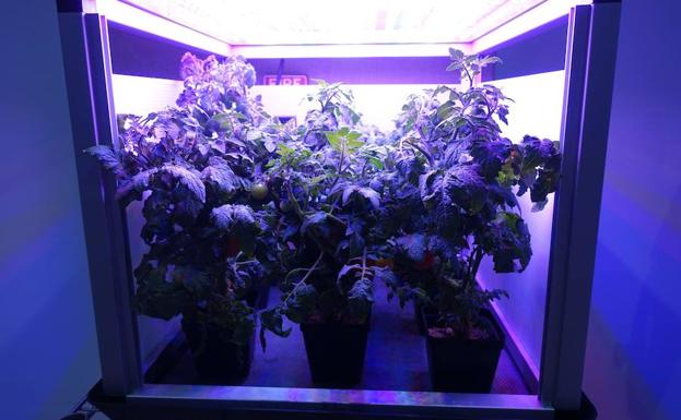 Tomates iluminados con una luz LED. 