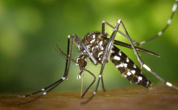Los expertos lanzan una advertencia sobre los mosquitos tigre: llegarán «fuertes plagas»