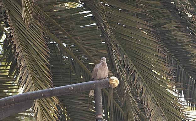 La zona Alameda de Colón es muy frecuentada por las palomas. 