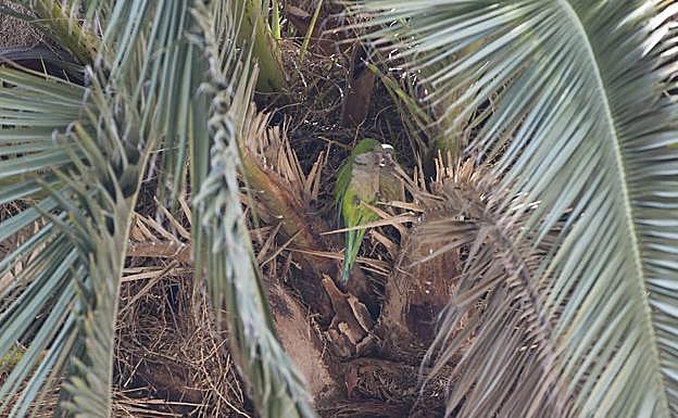Las cotorras argentinas originan un ruido muy fuerte con su reclamo. 