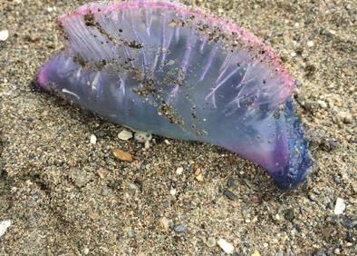Imagen secundaria 1 - Ejemplares encontrados ayer por la mañana en playas de Málaga. 