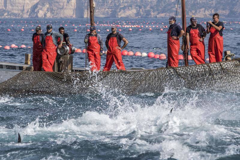 La almadraba de la localidad gaditana de Barbate, hoy durante la «levantá» de atún rojo. La Junta de Andalucía ha solicitado que en 2019 se apruebe un plan de gestión de las almadrabas, que sostienen un sistema tradicional de pesca del atún rojo, para que puedan aumentar la cuota de capturas, una vez que se ha evidenciado la recuperación de la especia.
