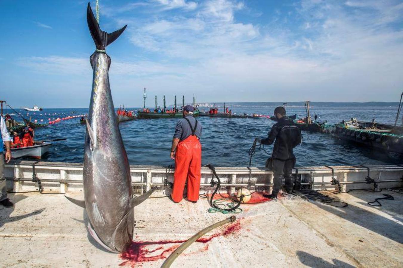 La almadraba de la localidad gaditana de Barbate, hoy durante la «levantá» de atún rojo. La Junta de Andalucía ha solicitado que en 2019 se apruebe un plan de gestión de las almadrabas, que sostienen un sistema tradicional de pesca del atún rojo, para que puedan aumentar la cuota de capturas, una vez que se ha evidenciado la recuperación de la especia.