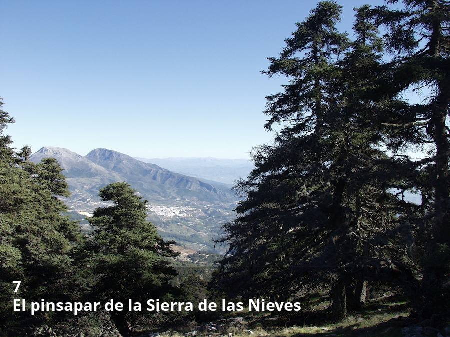 Este enclave ecológico va camino de convertirse en el primer parque nacional de la provincia de Málaga gracias, entre otras razones, a sus amplios bosques de pinsapos, una especie botánica única en el mundo. Todo el reportaje completo  aquí