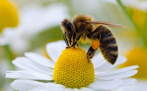 Un matrimonio de Ávila, muy grave tras recibir más de 2.000 picaduras de abeja