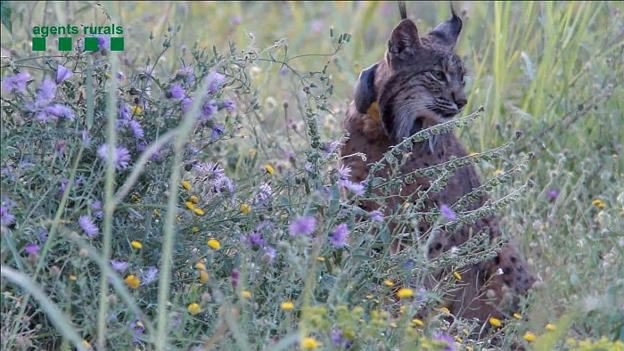 Un lince en su hábitat natural. :: colpisa