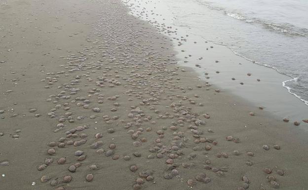 Retiran 8.000 kilos de medusas en la Axarquía tras la plaga de este fin de semana 