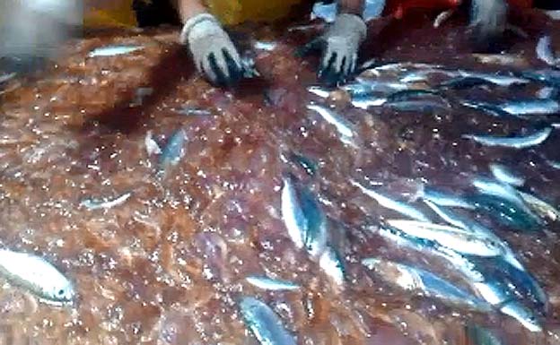 Más medusas que peces en las capturas de pescadores de La Caleta de Vélez-Málaga