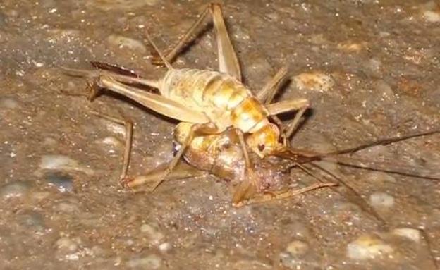 Imagen principal - Canibalismo en insectos troglobios. Ortóptero petalóptila malacitana. Dipluro Plusiocampa baética.