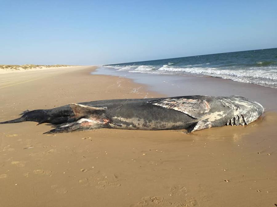 El animal llevaba enredada una red en la boca y la cabeza, aunque aún no se sabe si esta circunstancia está relacionada con la causa de su muerte