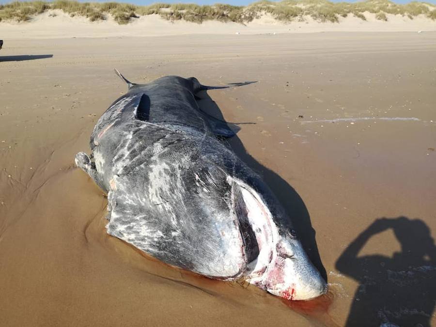 El animal llevaba enredada una red en la boca y la cabeza, aunque aún no se sabe si esta circunstancia está relacionada con la causa de su muerte